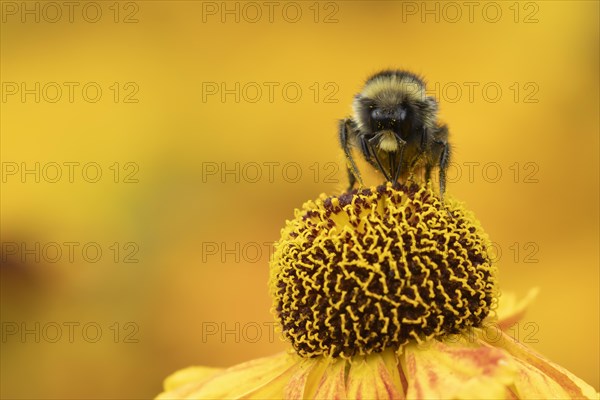 Red-tailed bumble bee