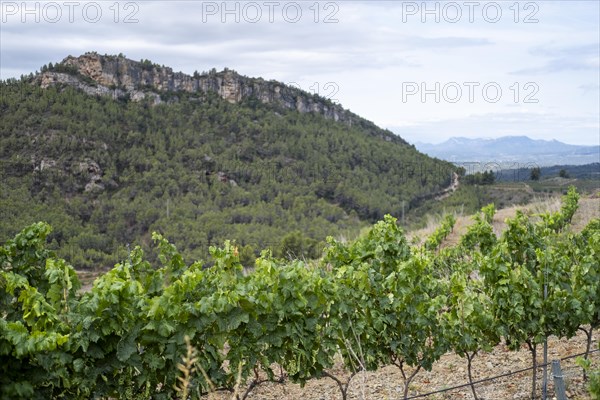 Experience stunning vineyard landscapes in the Priorat wine region