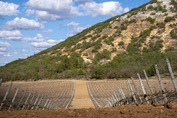 Landscape of vineyards in the Ribera del Duero appellation area in the spring in the province of Valladolid in Spain