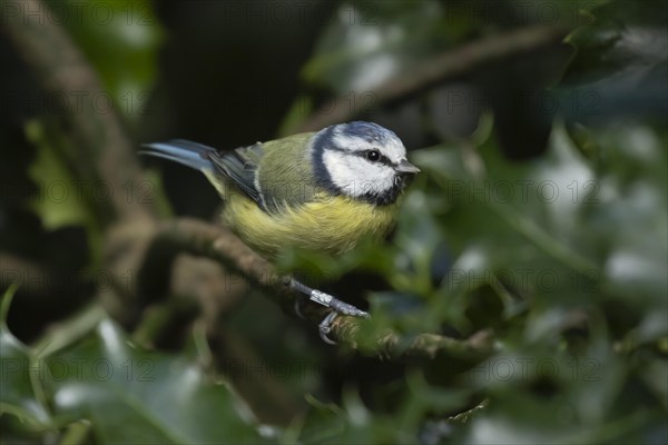 Blue tit