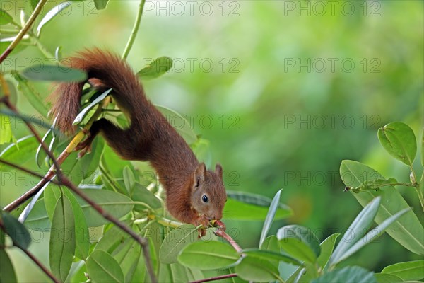 Eurasian red squirrel