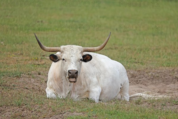 White Park Cattle