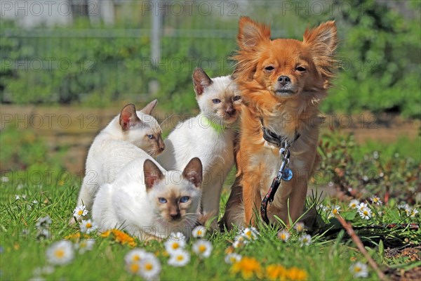 Thai cats and Chihuahua sitting