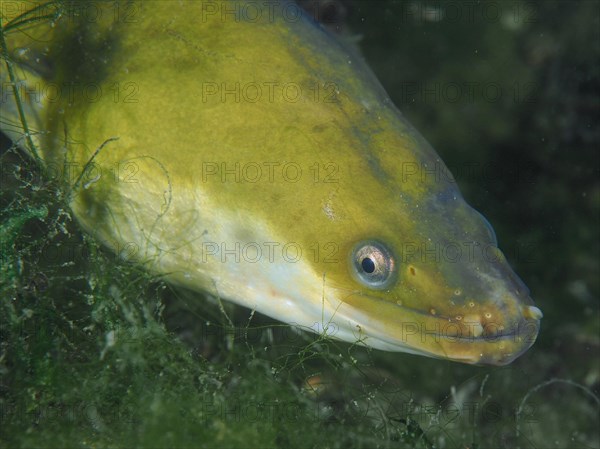 Portrait of European eel