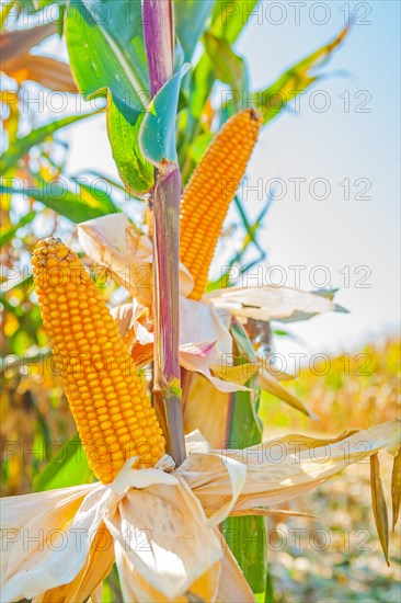 Two ears of corn on the cob with bright sky background