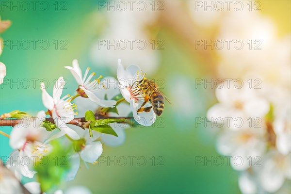 A bee on blossoming cherry tree flakes