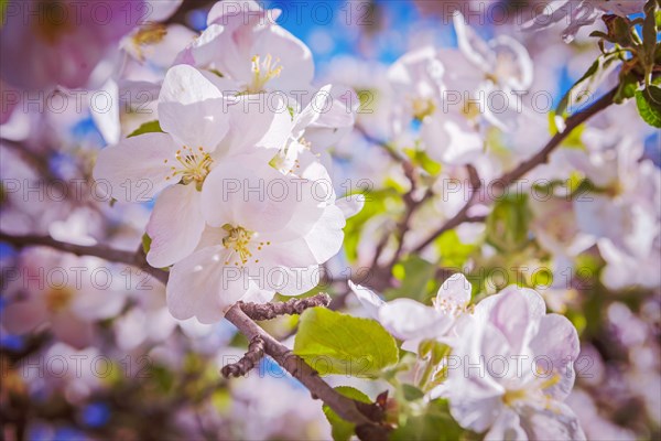 Apple tree flowers close-up insagram sttile