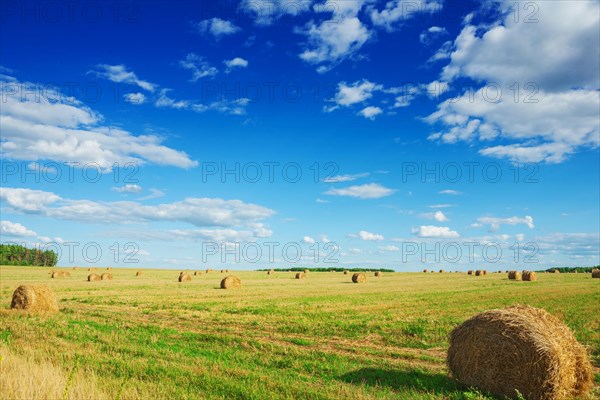 Straw bales in a field