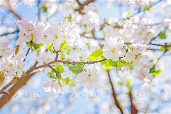 Blossom of apple tree on blurred background instagram style