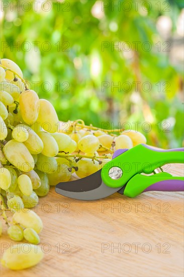 Branch of a white grape and secateurs on a wooden table in the vineyard