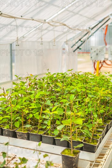 Plum tree seedlings in the greenhouse