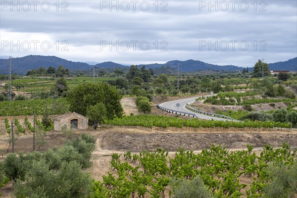 Experience stunning vineyard landscapes in the Priorat wine region