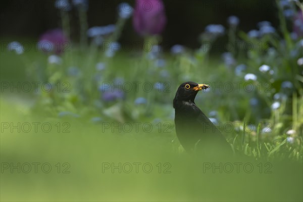 Common blackbird