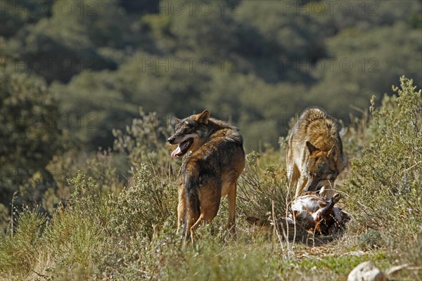 Iberian wolf