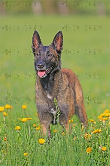 Malinois in flower meadow