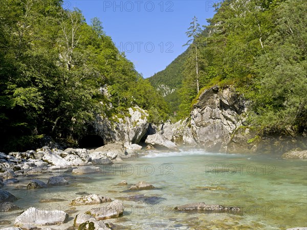 River Soca with crystal clear water flows through wooded canyon