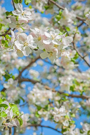 View of blossoming apple tree