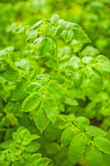 Green plant of the potato