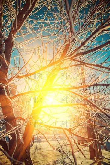 Beautiful view trough crone of frosted tree on sun instagram style