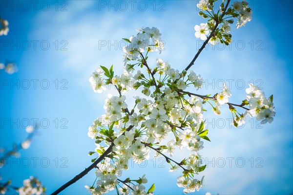 Blossoming branch of a cherry tree against the background of the sky