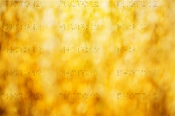 Bokeh of golden ripe wheat