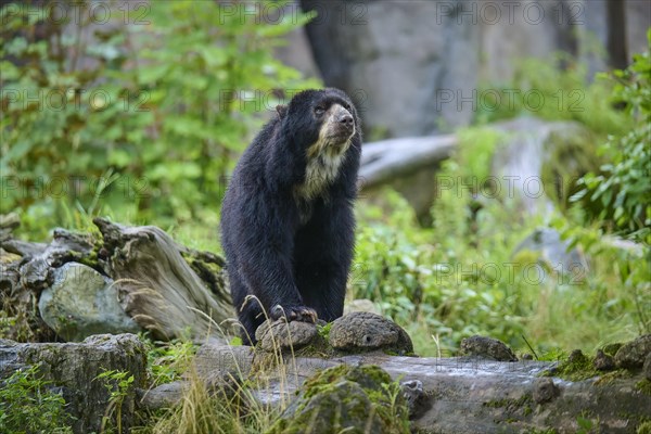 Spectacled bear