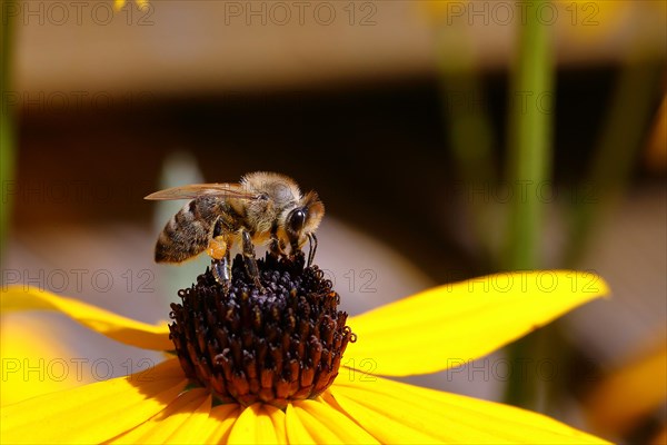 European honey bee