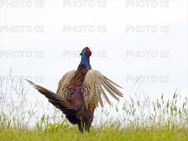 Pheasant