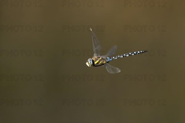 Migrant hawker