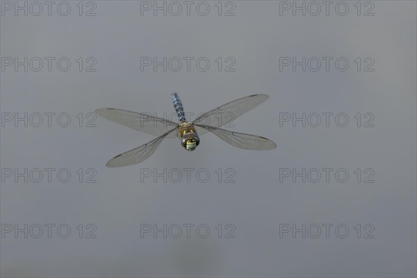 Migrant hawker