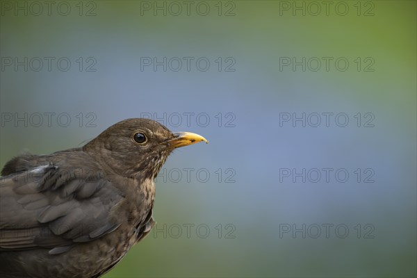 Common blackbird