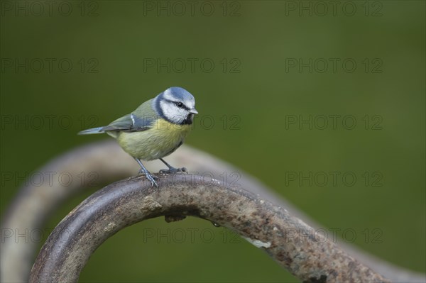 Blue tit