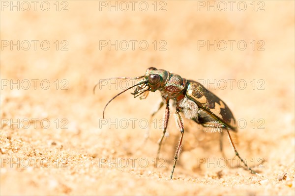 Dune sand beetle or northern dune tiger beetle