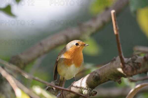 European robin