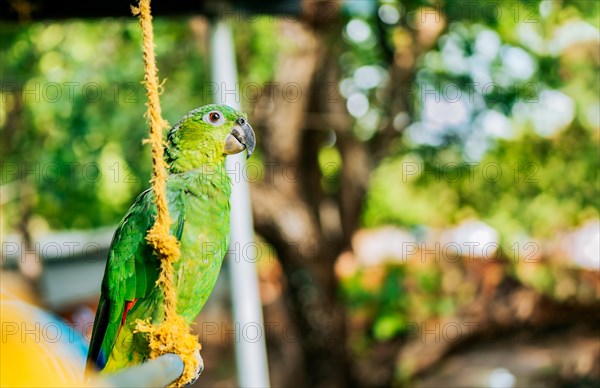 Portrait of a male yellow-necked green parrot. A beautiful and colorful yellow-naped parrot outdoors