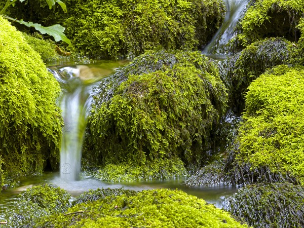 Water flowing over mossy stones