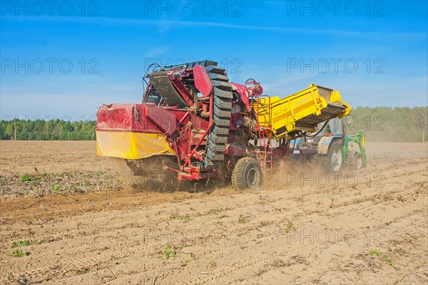Horvesting of potato view on process of work agricultural concept