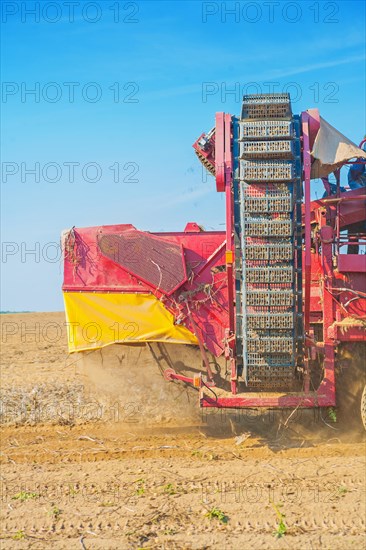 Potato harvester very full at work in the field