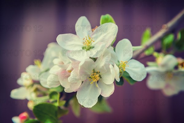 Branch of apple tree with white flower instagram style