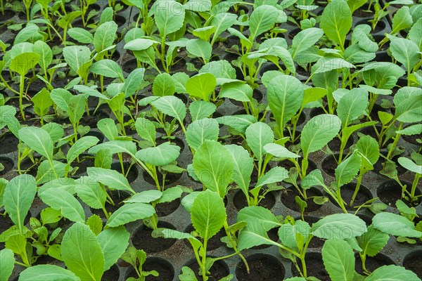 Young cabbage seedlings in the vegetable drawer