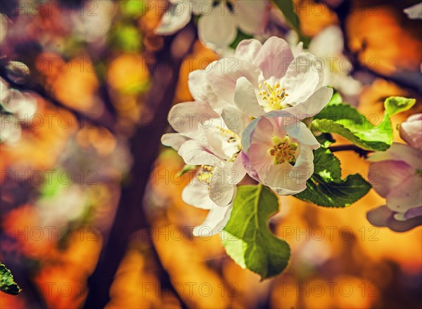 Apple tree floral background instagram style