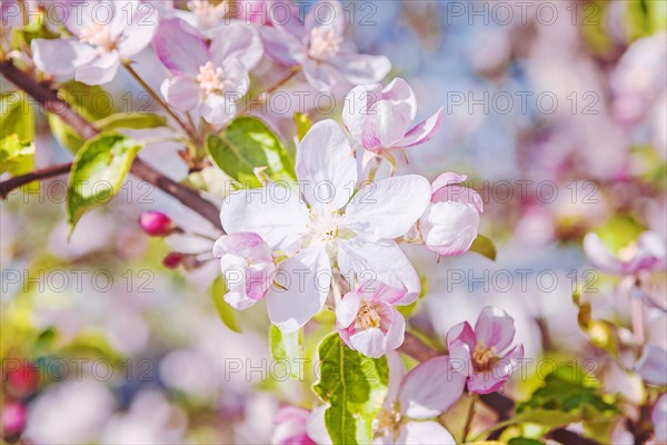 Beautiful blossoms of an apple tree on a blurred background