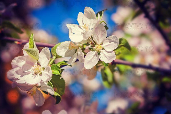 Blossom of apple tree close up view instagram style