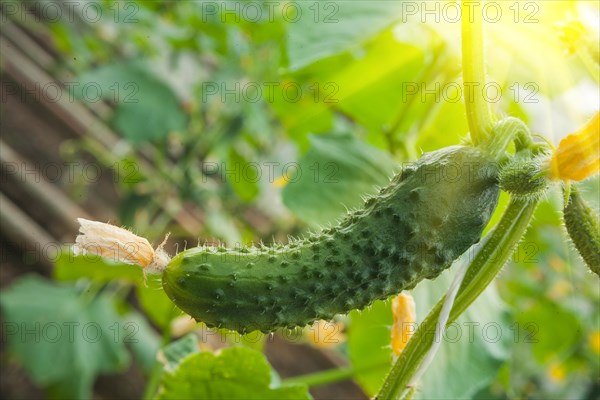 Growing cucumbers in the garden