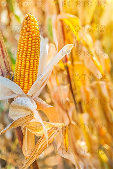 Ear of ripe corn close-up Instagram Styles