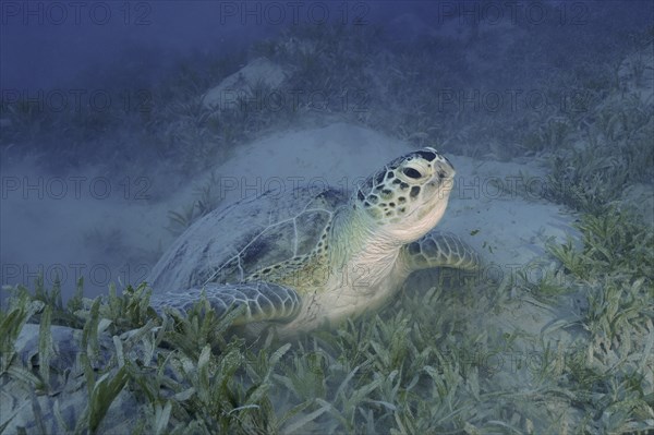 Green turtle