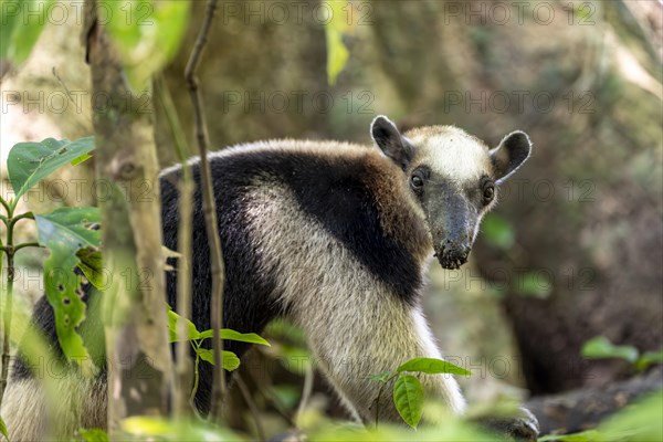 Northern tamandua