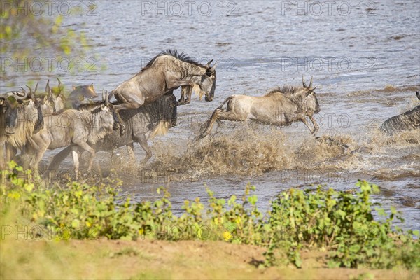 Wildebeest