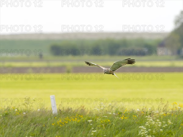 Western marsh-harrier