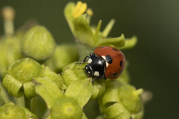 Seven-spot ladybird